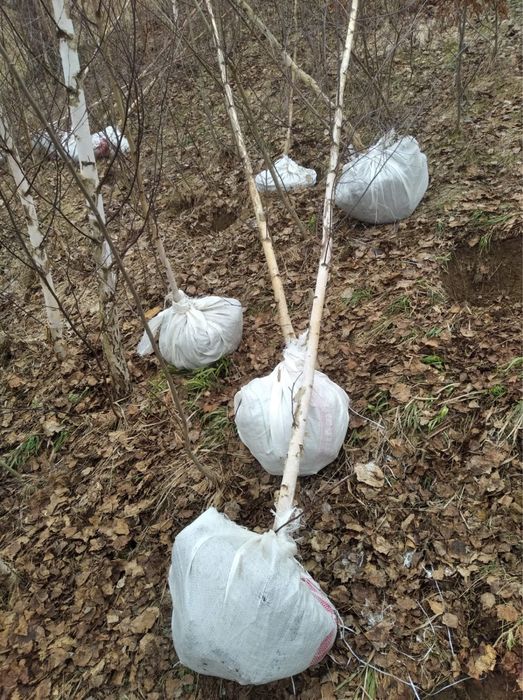 Vând mesteacăn puiet 3-5m