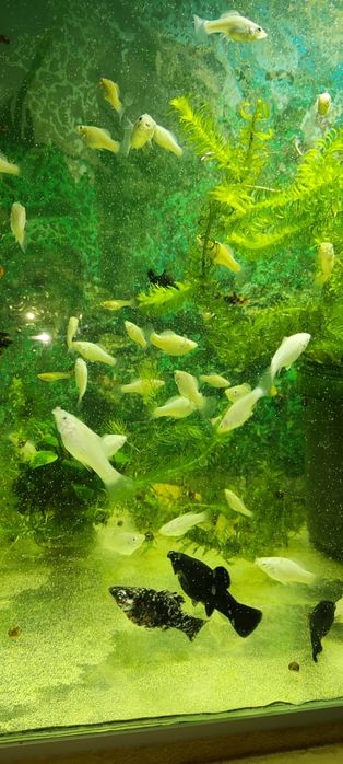 Моллинезия Велифера снежинка.