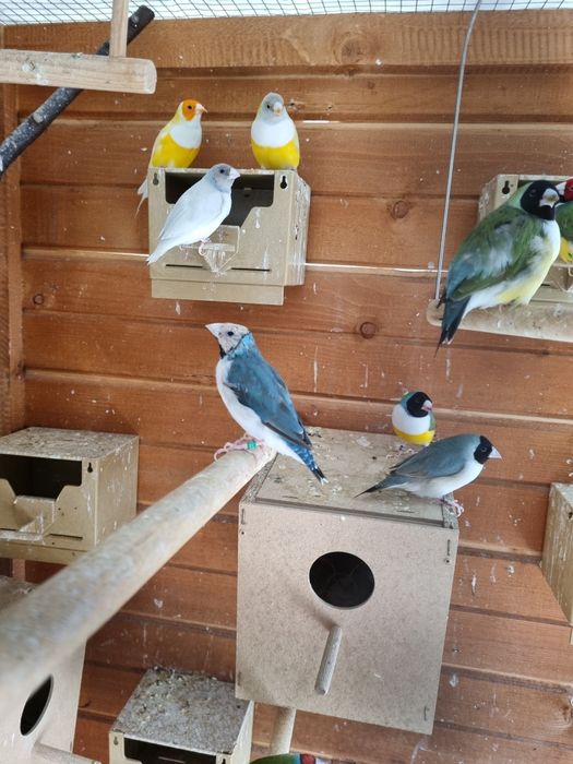 Pasari Gould Amandine