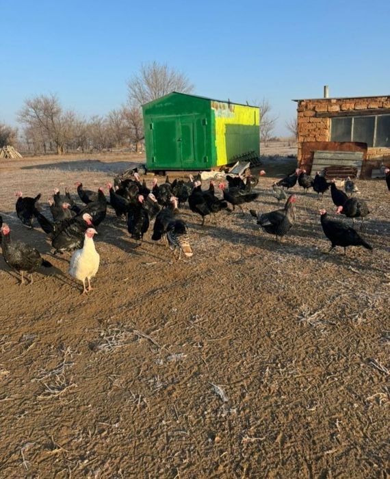 Домашние индюки(мясо)