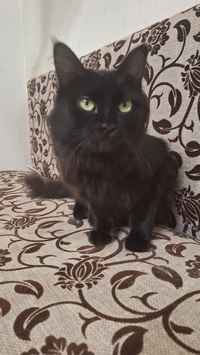 Миниатюрная кошка