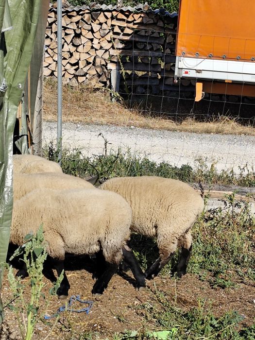 Mielute suffolk si berbec
