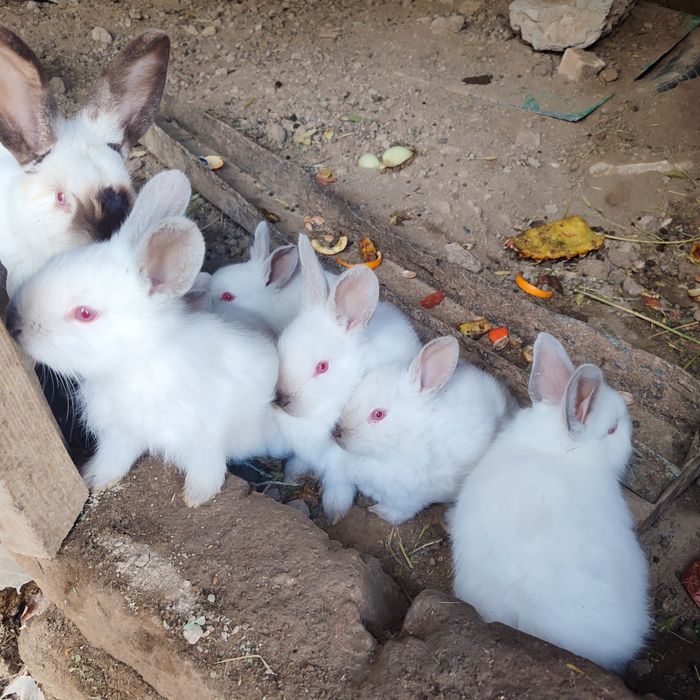 Kalif quyonlar sotiladi toza zot