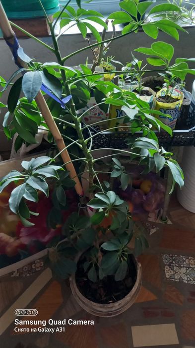 Цветы алоэ саженцы