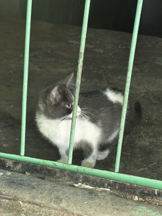 Отдам двух котят