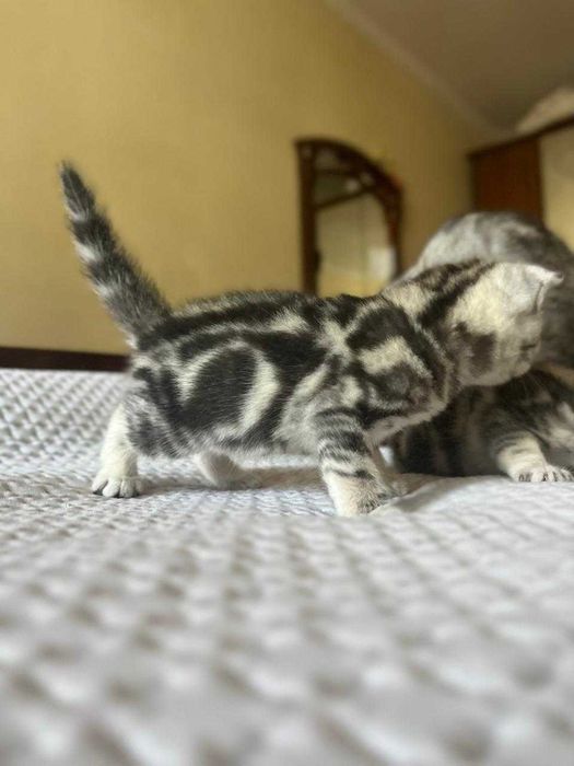 Котенок породистый