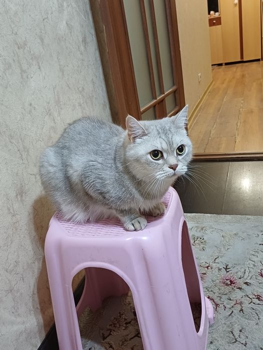 Отдам даром кота британского