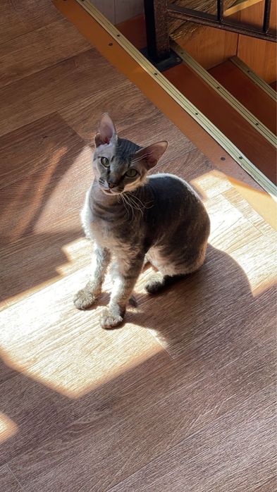 Продам кота Сфинкс