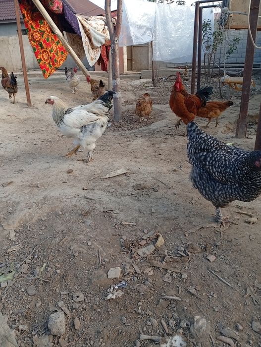 Петух Кучинский продам