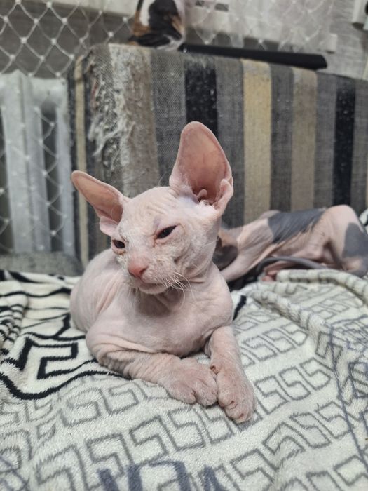 Продам котят сфинкса.