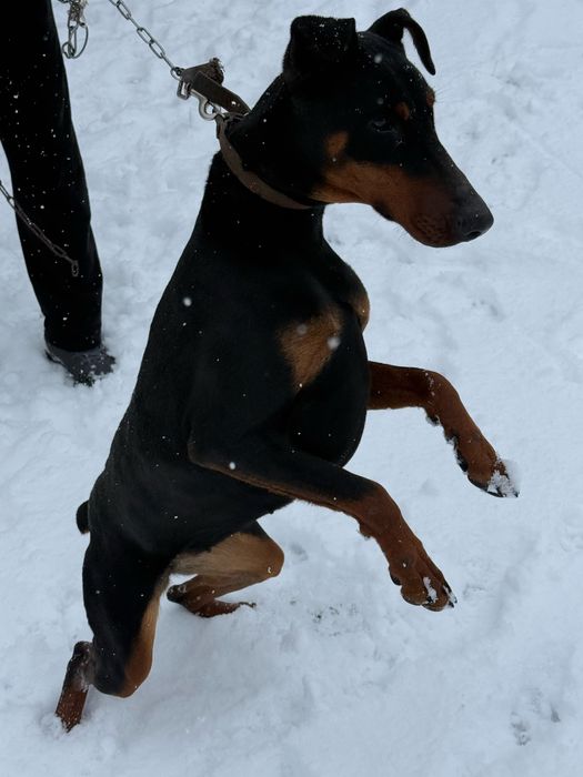 Продается щенок доберман 8месяцев сучка срочно