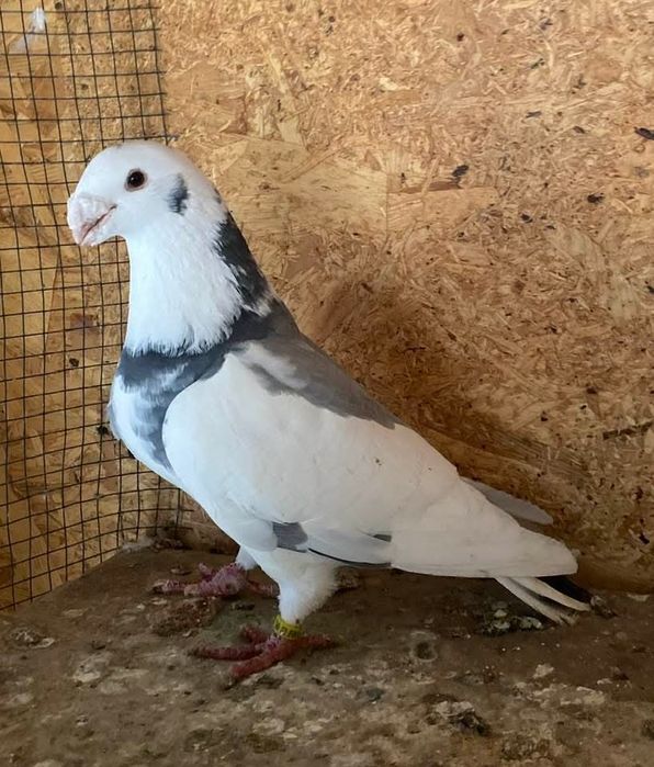 Show racer linii america