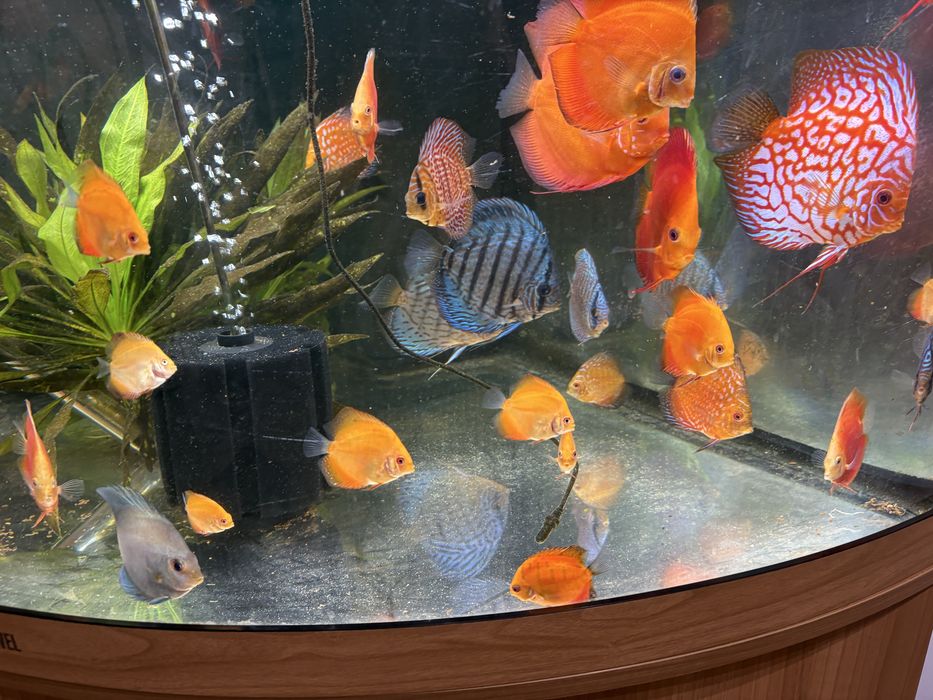 Pui discus  red melon si pigeon