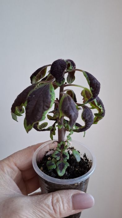 Укоренненые черенки колеусов