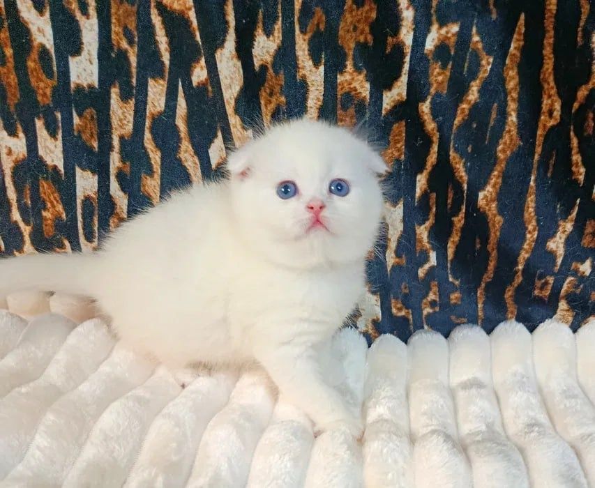 Продается шикарный котенок