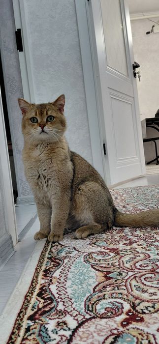 Мушуг сотилади Биртаниски шиншила огил бола насил олиш мумкин 1 йош