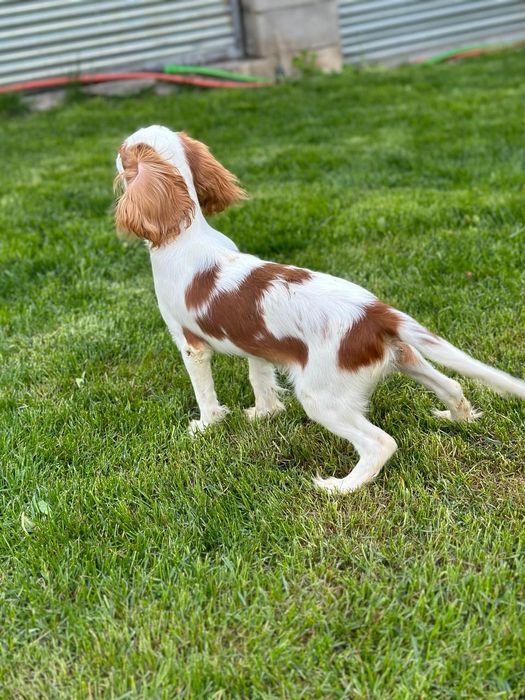 Продаётся девочка кавалер кинг чарльз спаниель