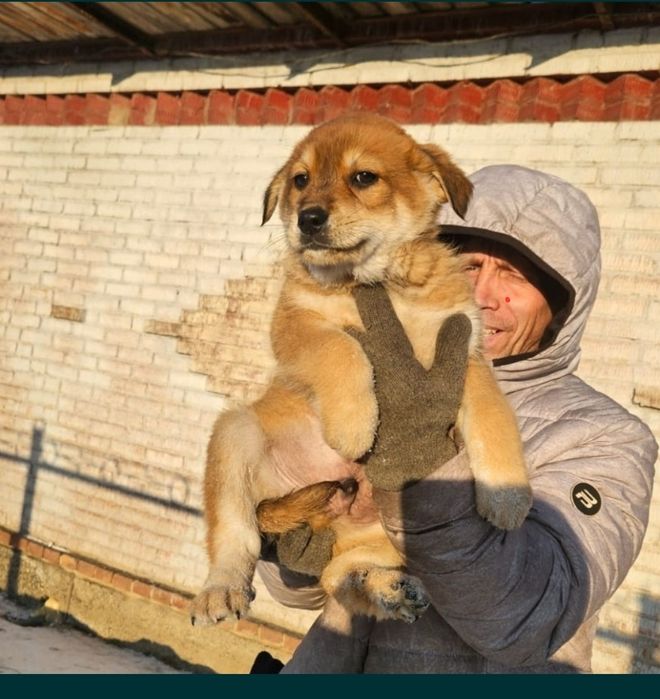 Отдам щенка в добрые руки