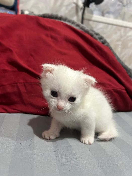 Продам котят белых