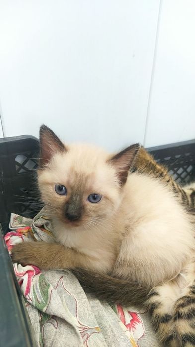 Недорого котёнок- мальчик.