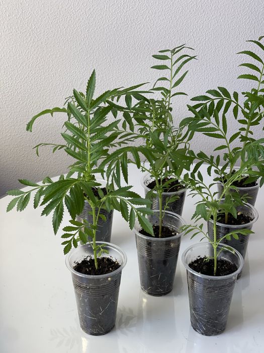 Рассада Бархатцы Ваниль