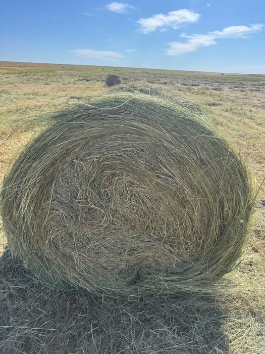Продам сено в рулонах самовывоз с поля