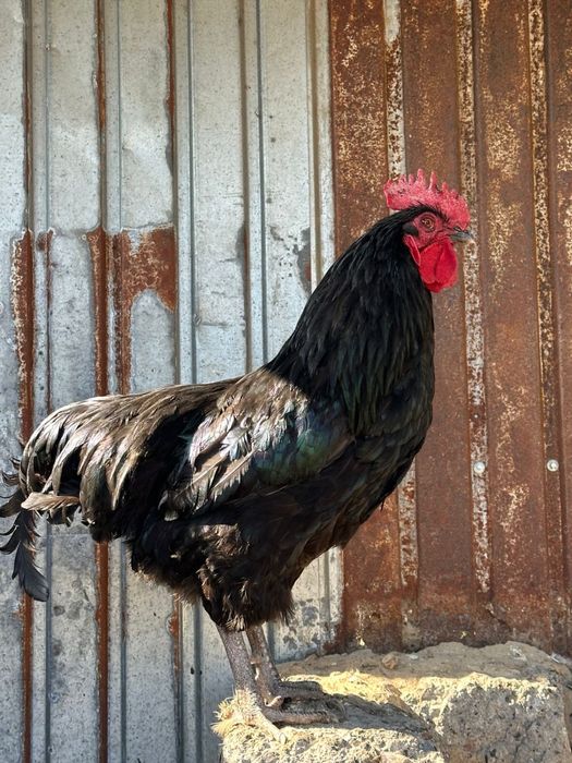 Джерсиский гигант петух