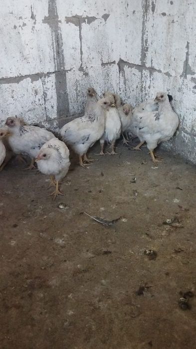 Продам куры домашние