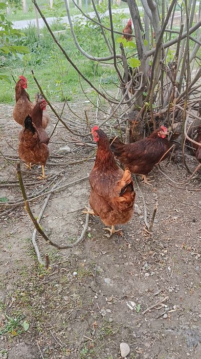 Корея Хан ҳеяп  жўжалари