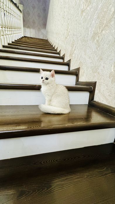 Продаётся чистокровный котята
