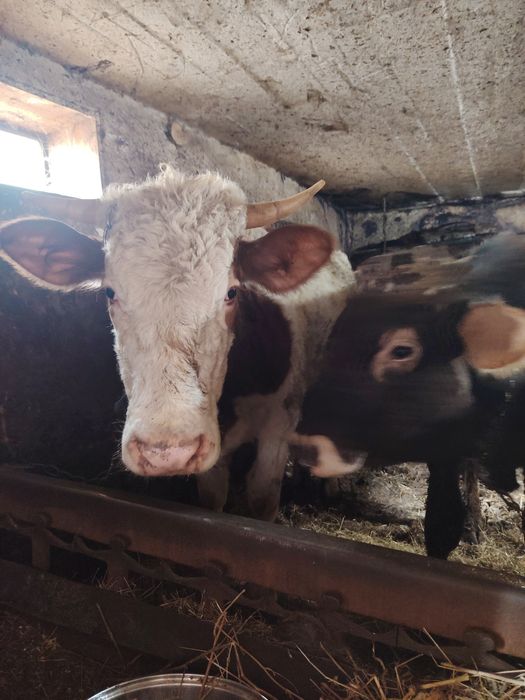 Vând vitea bălțată  românească