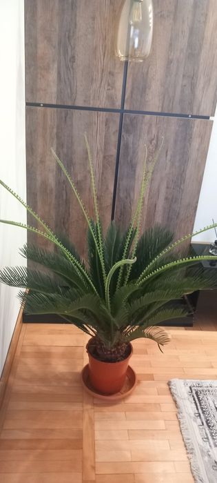 Palmier  revoluta Japonez Cycas