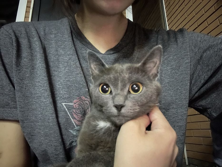 Котята и кошка