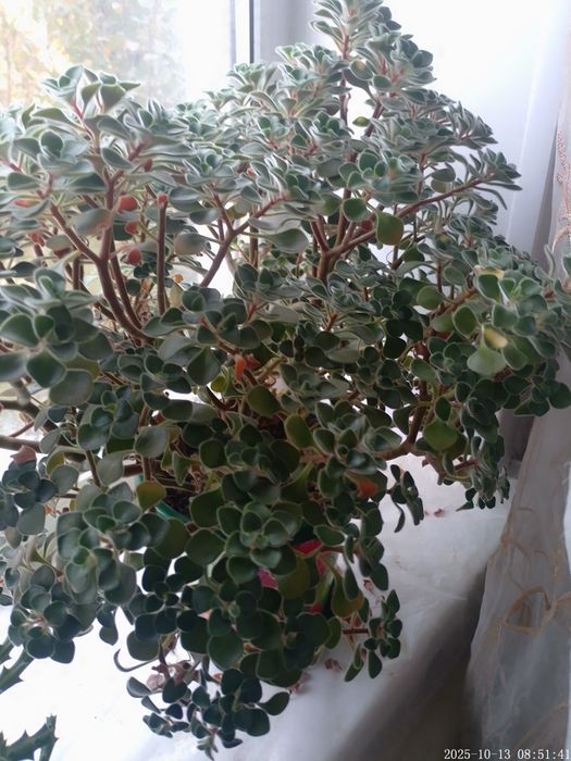 Продаю аихризон (дерево любви).