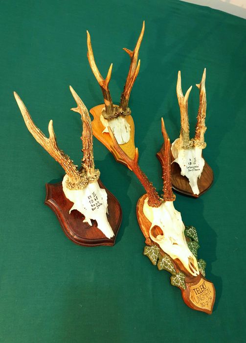Set de patru panoplii cu trofee de caprior ( cerb,lopatar,mistret )_42