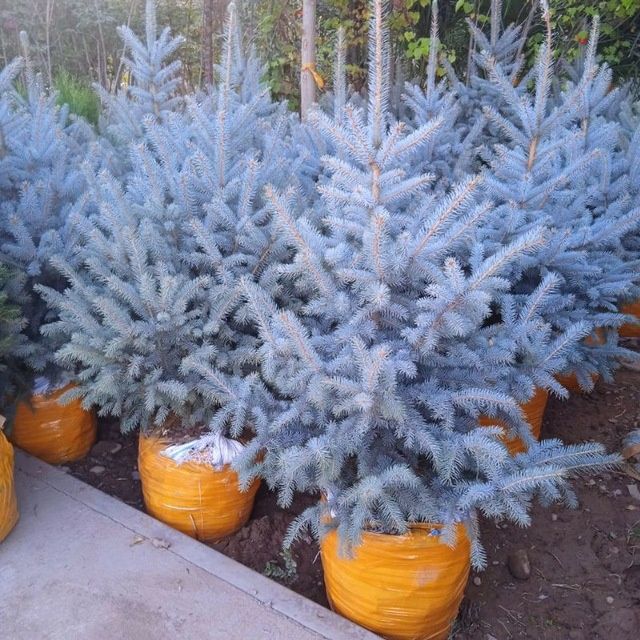 Газон ландшафтный дизайн садовник