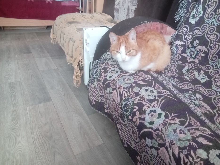 Отдам кошку и кота