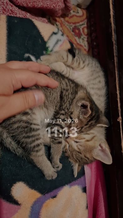 Отдам в добрые руки
