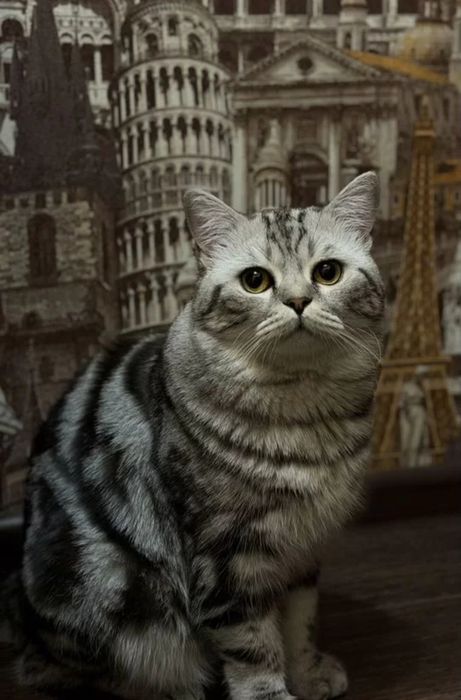 Вязка кота с большим стажем.