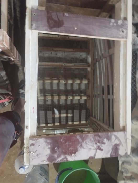 Quyonlar va qafaslari sotiladi