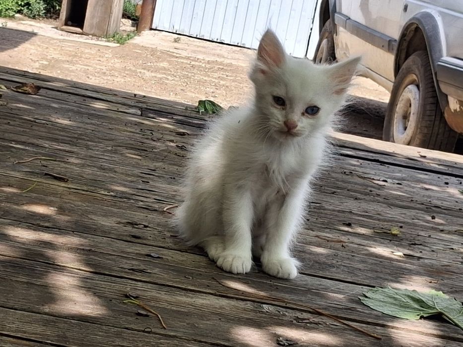 Котята 2 кошки и кот