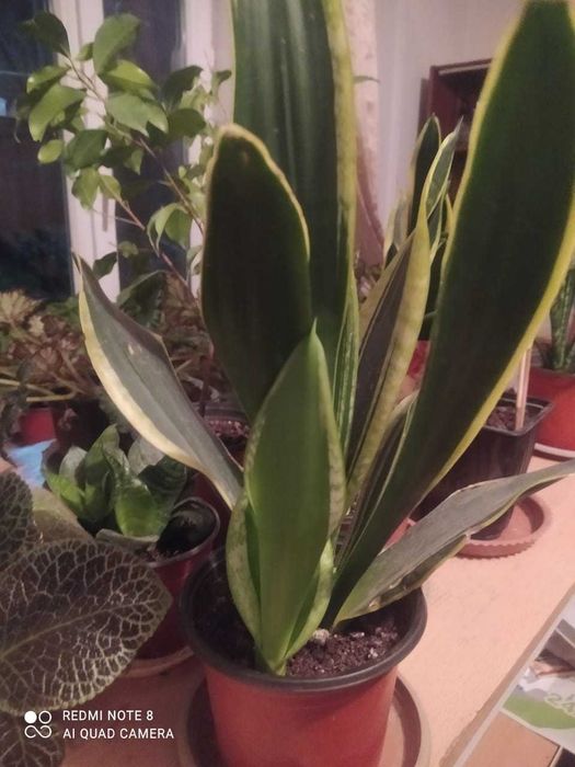 Комнатные растения