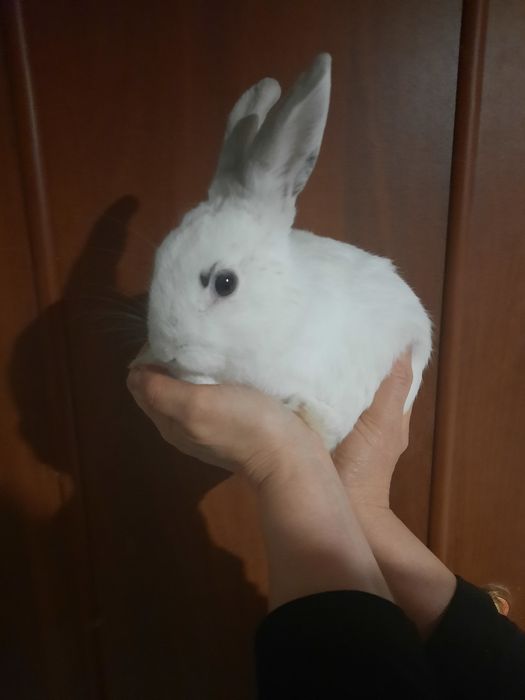 Кролики декоративные . Белые.