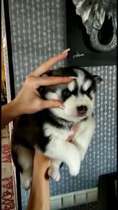 Месячные голубоглазые мальчики хаски