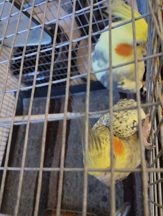 Кореллы парочка .