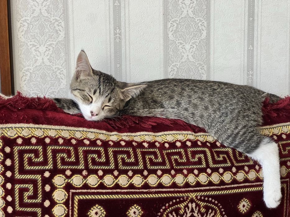 Домашние котята, отдам в хорошие руки