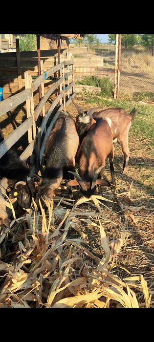 Țapi alpin francez și Anglo Nubian