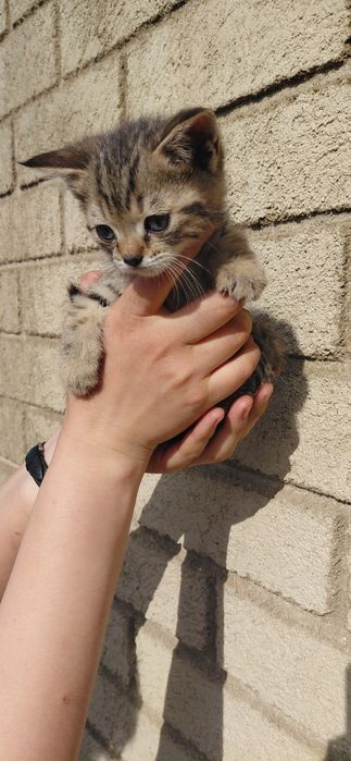 Котенок породистый