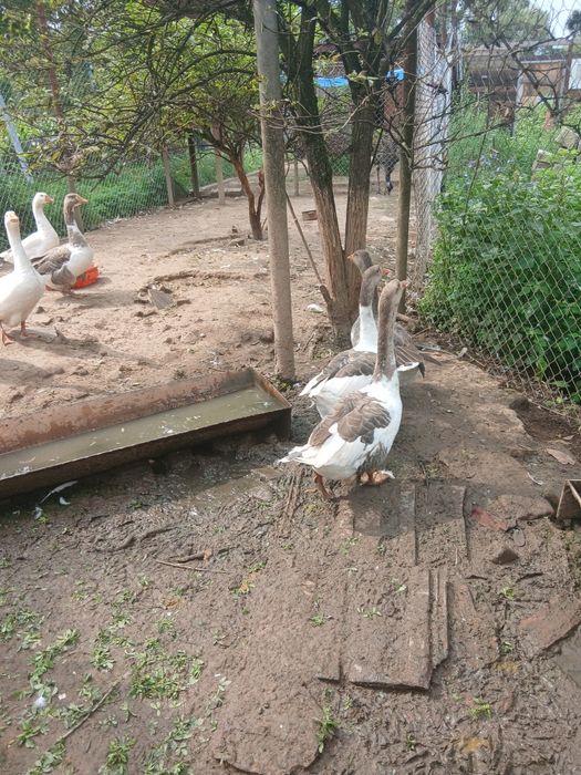 Oua de gasca de rata motate și rata muta pt incubat