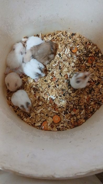 Сирийские грызуны